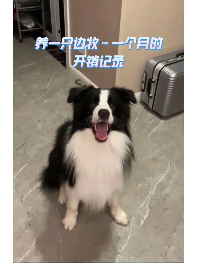 养一只边牧每月花费多少钱～不到一千养狗17 养奔奔着快一年的时间