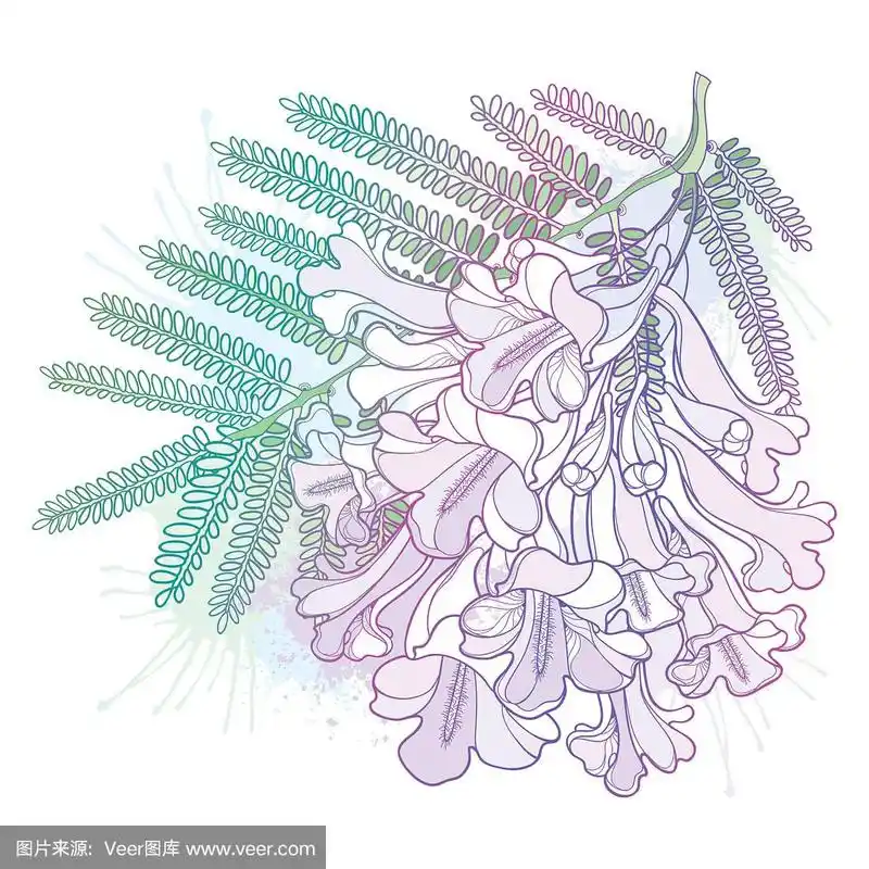 轮廓开花的蓝花楹花束矢状枝,芽和叶呈淡紫色和绿色,孤立于白色背景上