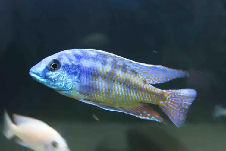 连连发 图片一如既往的多 慎入 - 三湖慈鲷 - cta南美水族 - powered