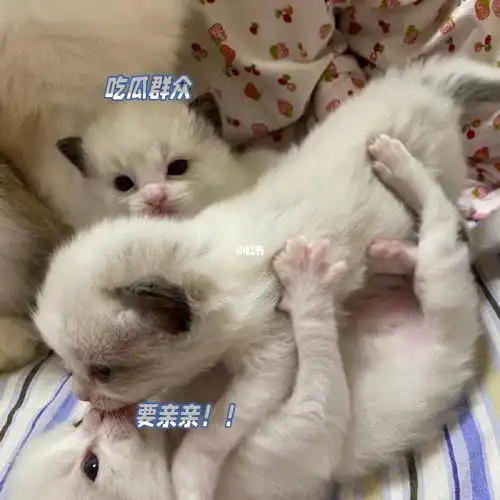 小布偶终于一点点长大的,从被嫌弃超丑,也一点点变好看,还学会了亲亲