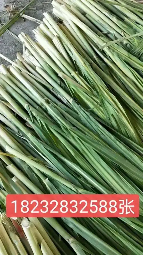 甘蔗尾做成的青储饲料 350一吨 包装上车