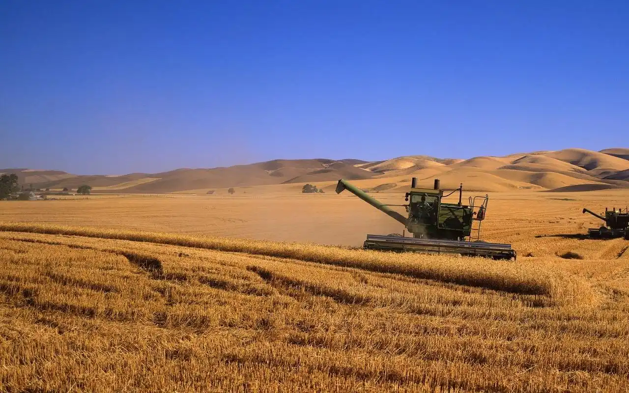 秋天,秋天,丰收,小麦,金黄,电脑壁纸,壁纸丰收的秋天风景