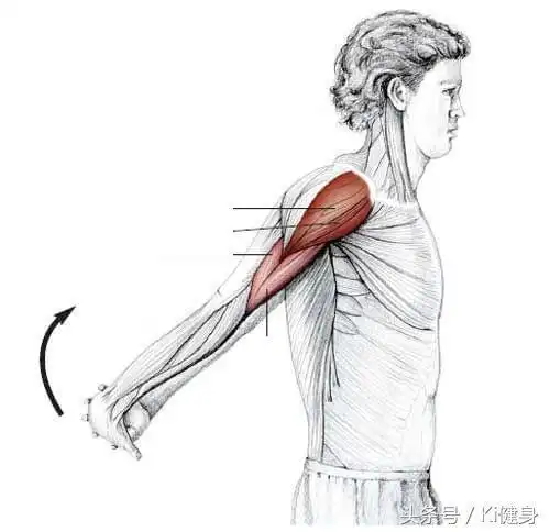 肱二头肌训练拉伸经验分享