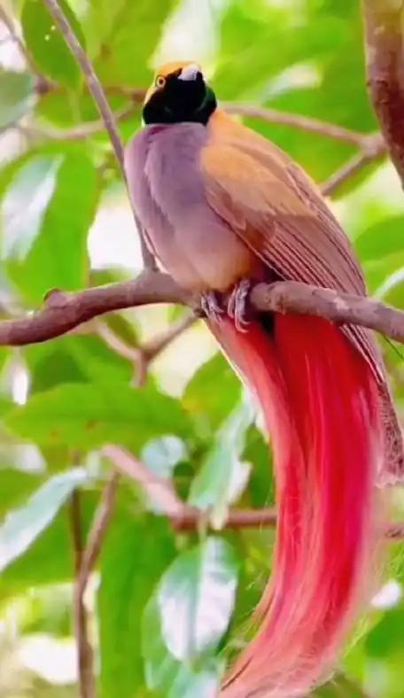 好漂亮的天堂鸟
