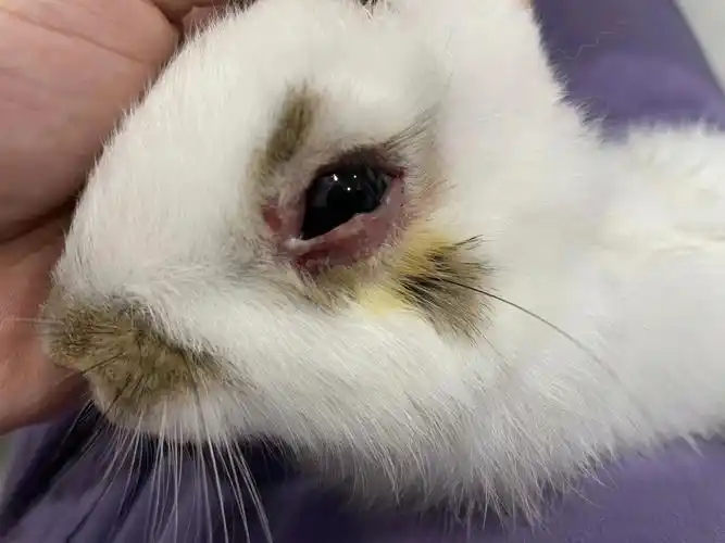 然后喷了99宝买来的喷剂一天两到三次,耳朵和背上涂了维克爱乐滴