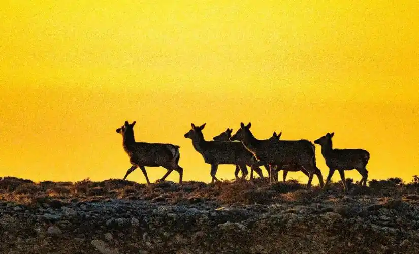 朝阳下的贺兰山马鹿群 - chinadaily.com.cn