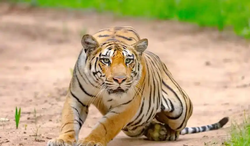 老虎头上的王字条纹有什么作用比狮子多出哪些好处