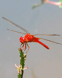 会唱歌的红蜻蜓