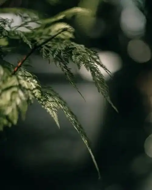 宋氏空间营造高雅的生活氛围createanelegant