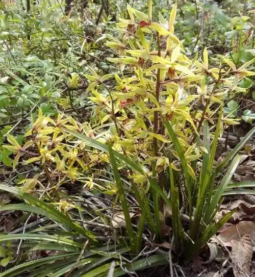 从六个方面出发,选择最优质最出众的下山兰!_台友_鉴别_品种