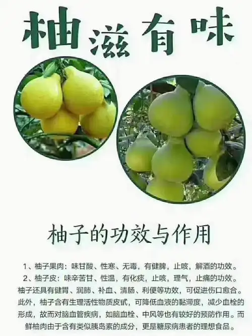 柚子的功效与作用