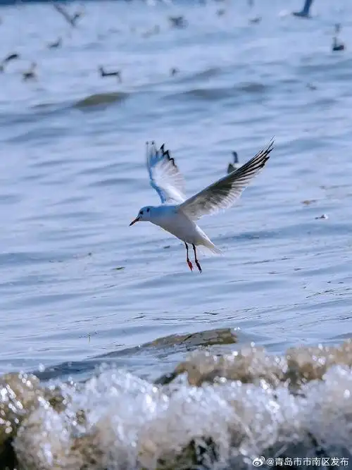 青岛栈桥看海鸥攻略