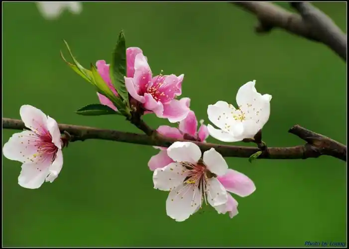 桃花红杏花白