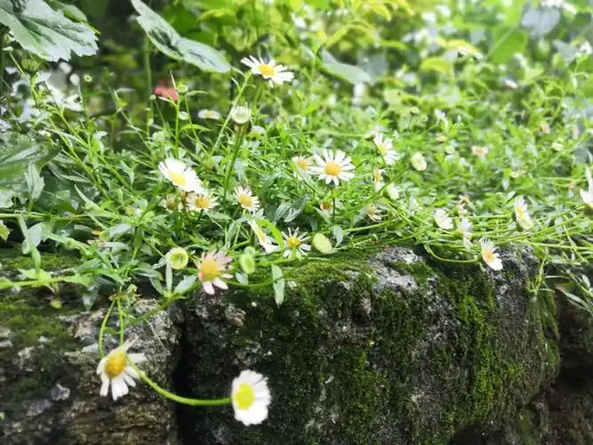 墨西哥飞蓬10区花卉推荐
