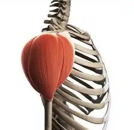 赶紧试这三个训练动作,使肩膀厚实更有型!