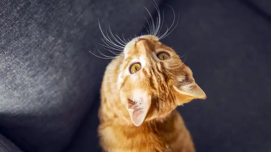 可爱,宠物,猫,2021,动物,5k,高清,照片图片,4k高清其它图片,娟娟壁纸