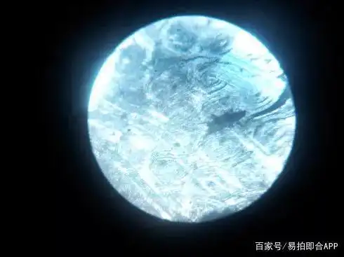 而真正的犀角在显微镜下是这样的