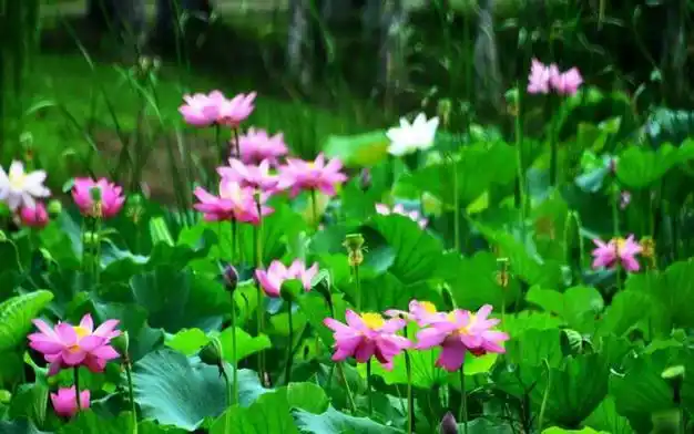 仲夏来袭,推荐5款解暑小零食,清爽又营养,遇到千万别错过