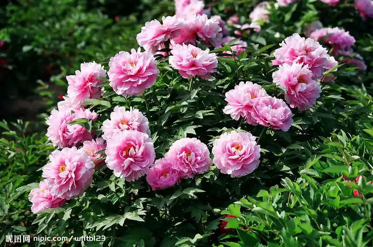 仅15元,享原价40元"洛阳牡丹园"门票1张洛阳旅游门票