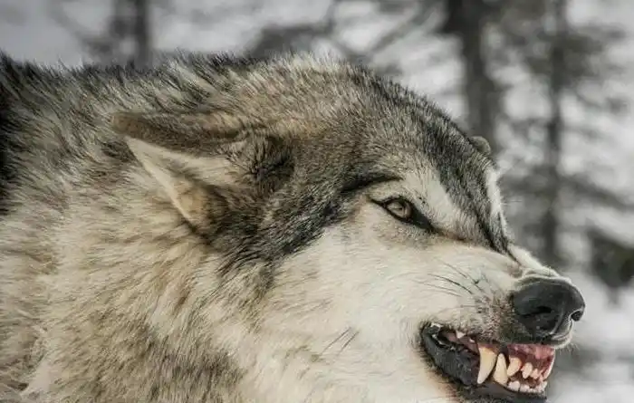 情感测试:那只狼的眼神最凶,测你是狡诈还是单纯?