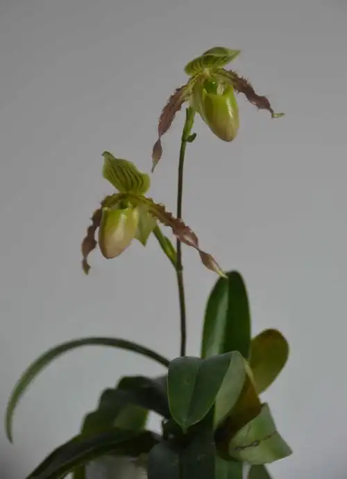 绿翡翠兜兰通过广东省农作物新品种专家现场鉴定