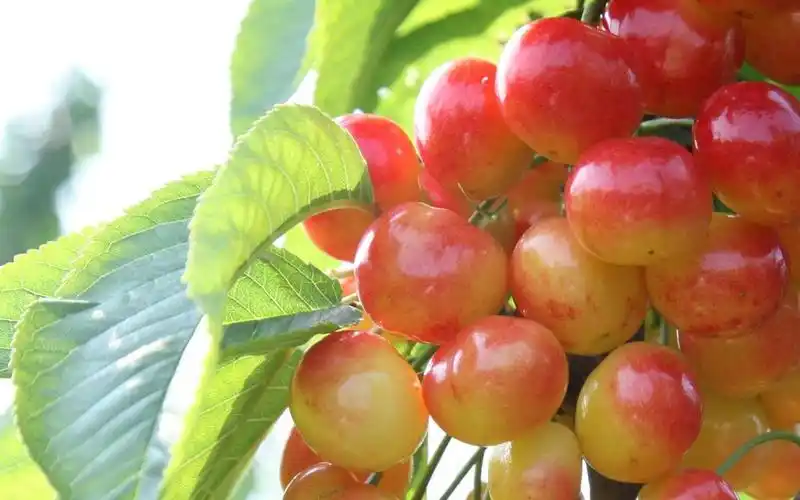 好看的樱桃水果高清桌面壁纸