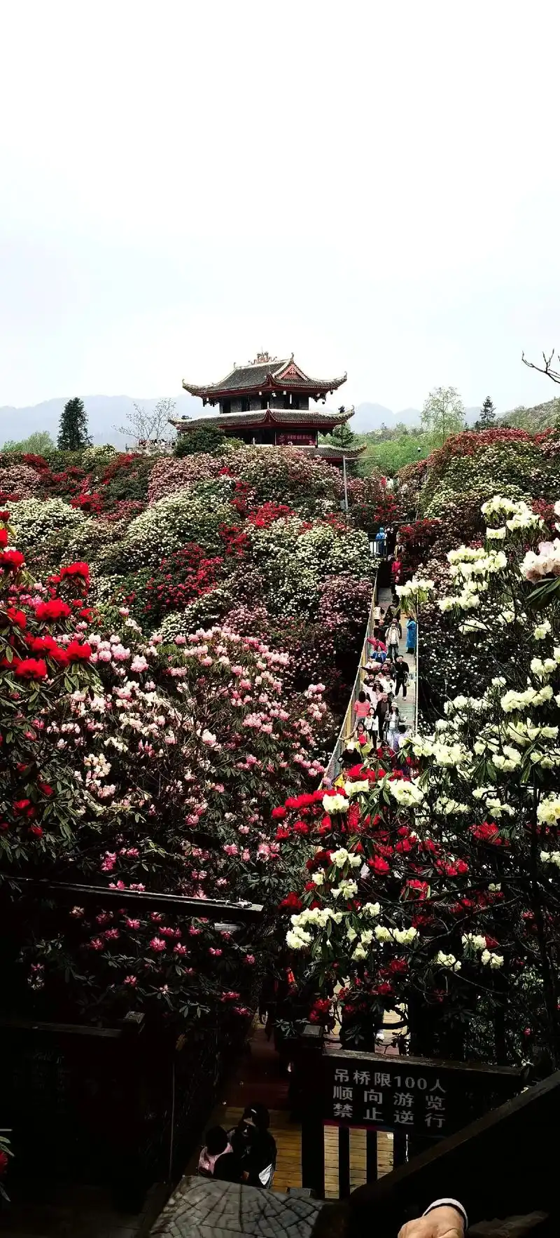 四月走进毕节百里杜鹃#贵州百里杜鹃花海美 - 抖音