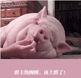 群主醒醒该上群了,猪头动态图表情在线制作 - 表情制作,在线表情包