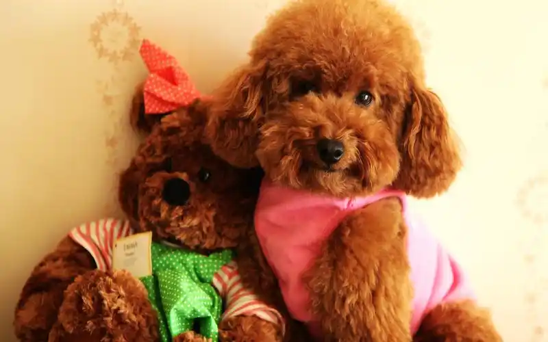 呆萌治愈系可爱泰迪犬宠物狗高清桌面壁纸下载第一辑