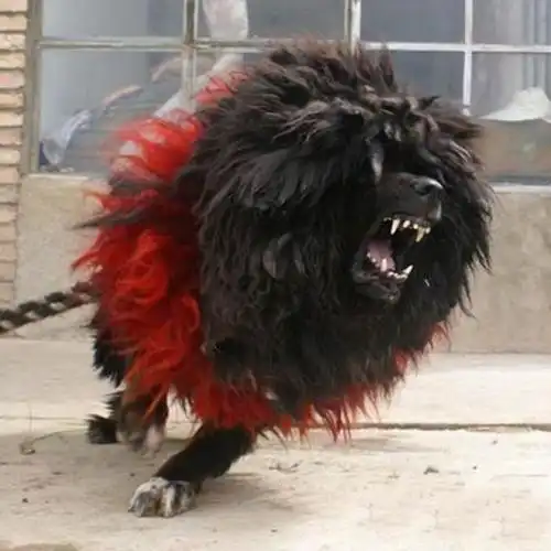 世界仅存一只藏獒之王:鬼獒王,吓死人!