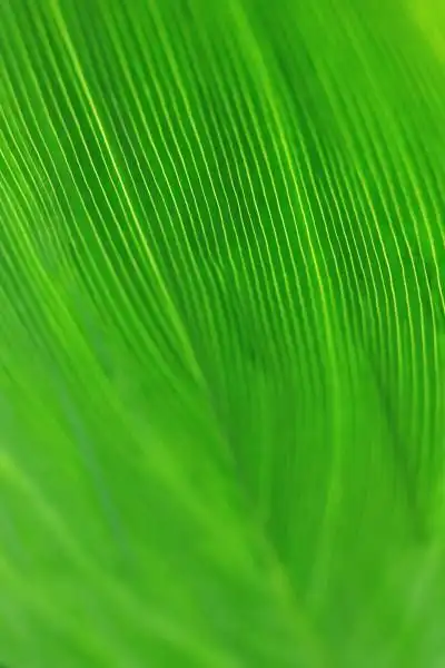 首页>图片大全>植物花卉>脉络清晰的绿色叶子图片>脉络清晰的绿色叶子