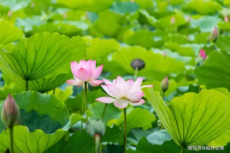 恩师讲《无量寿经》课前带众皈依忏悔_阿弥陀佛_菩萨_摩诃