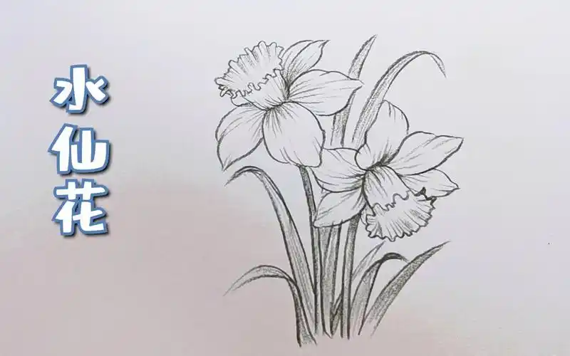 看着难画起来却很简单的水仙花-教育视频-搜狐视频