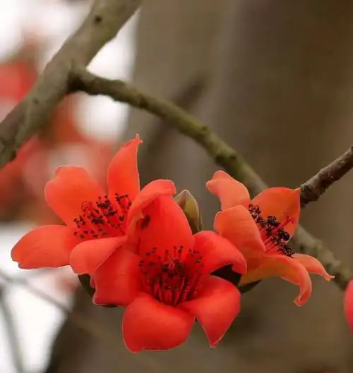 木棉花开了,春天来了