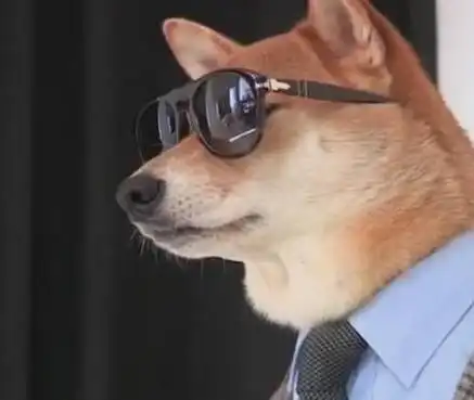 狗狗做了模特月入上万令人羡慕不已简直是狗生赢家了