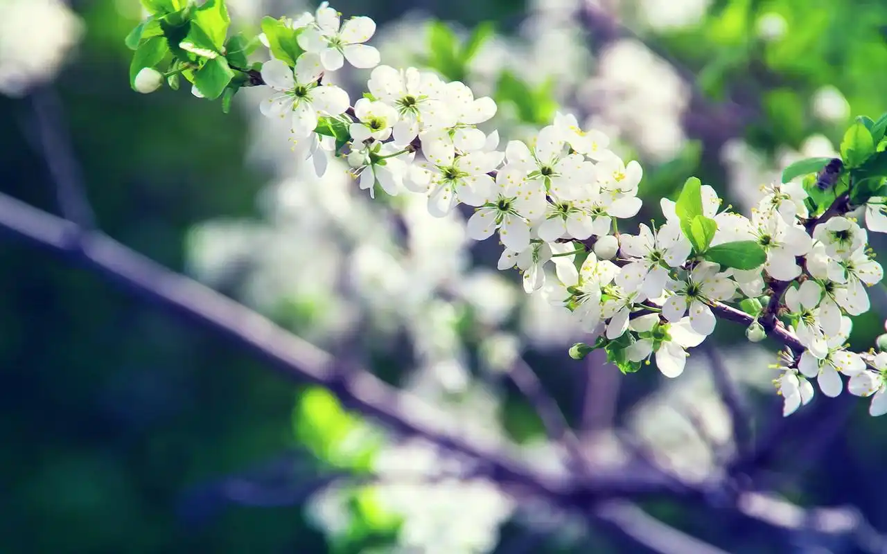 绿色植物清爽唯美图片电脑桌面壁纸大全