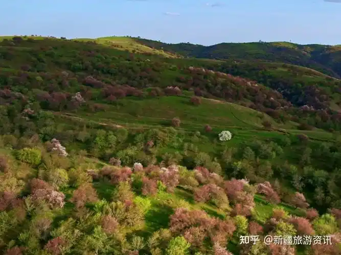 新疆大西沟福寿山花开正艳