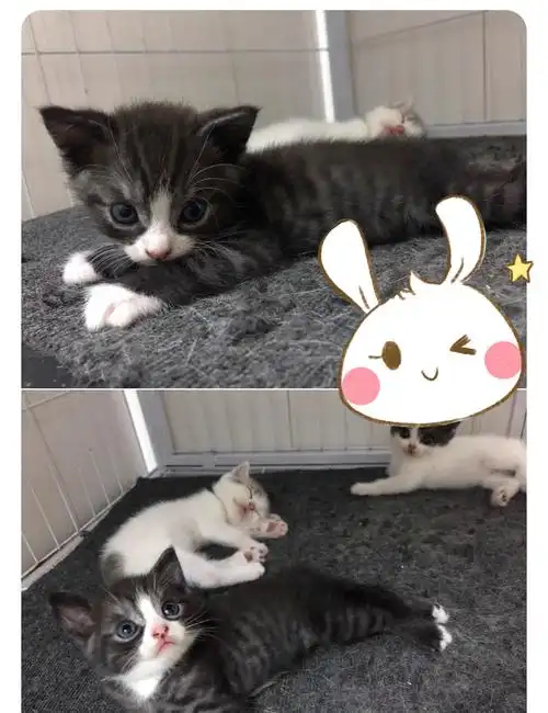 广州增城英短蓝猫和美短串3针疫苗小偿