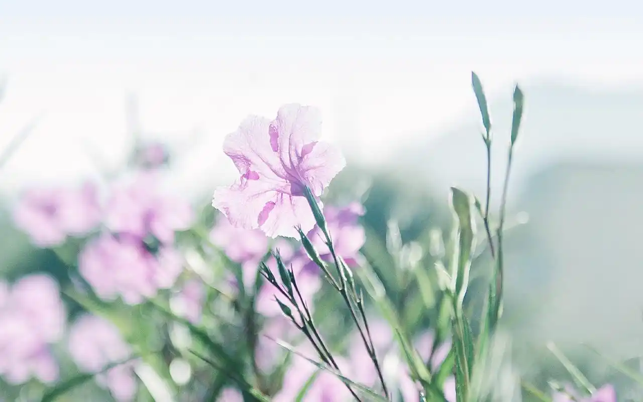 小清新绿色植物高清桌面壁纸图片