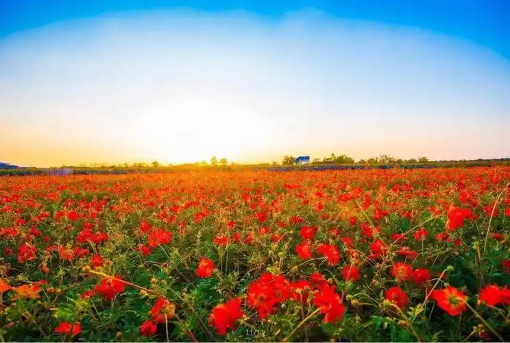 人间仙境花海图片,鸟语花香人间仙境图片