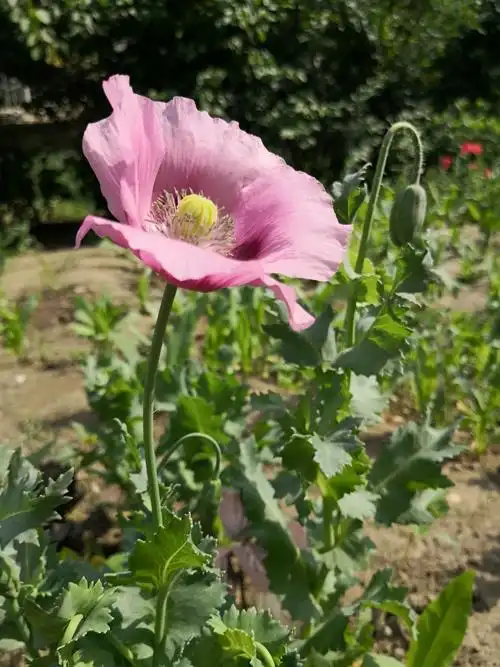 美丽妖艳本无罪,罂粟花开正当时