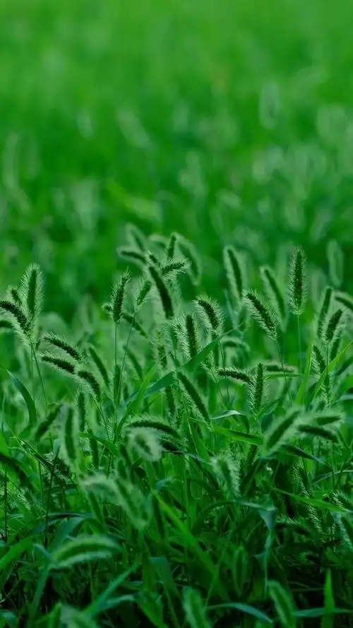 精美护眼(绿色)手机壁纸52张