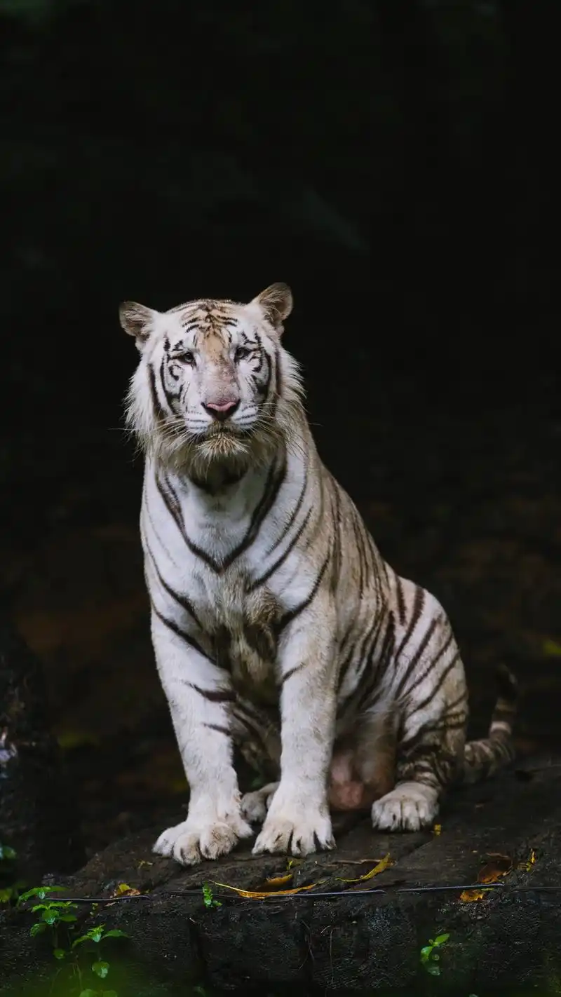 动物壁纸|霸气老虎图片壁纸