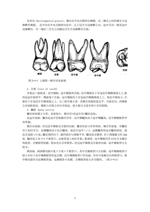 磨牙解剖形态.doc 9页