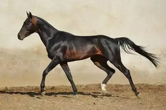 汗血马,又名汗血宝马,大宛马,天马,是中国汉朝时,西域大宛出产的一种