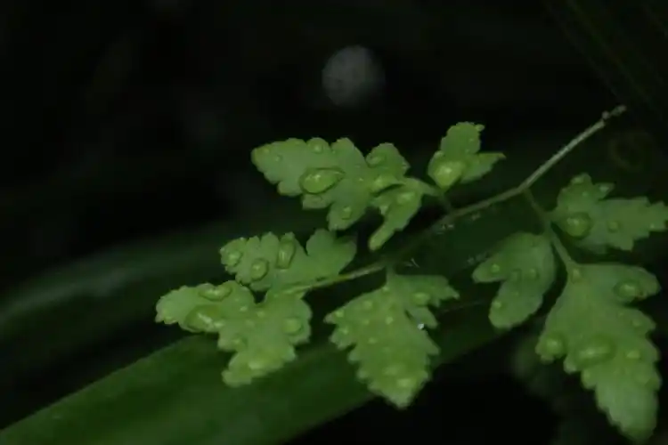 一组植物绿意 | 我中意的深绿色|摄影|风光摄影|尧