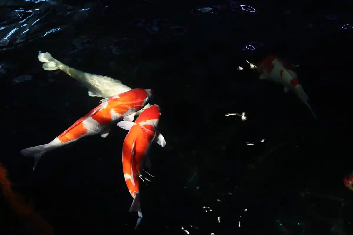 从日本新潟县游出"水中活宝石"——锦鲤(5)