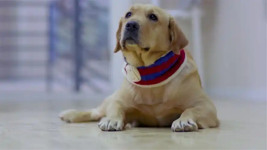 神犬小七金世佳被狗狗咬伤可它一脸无辜的样子实在无法责骂它