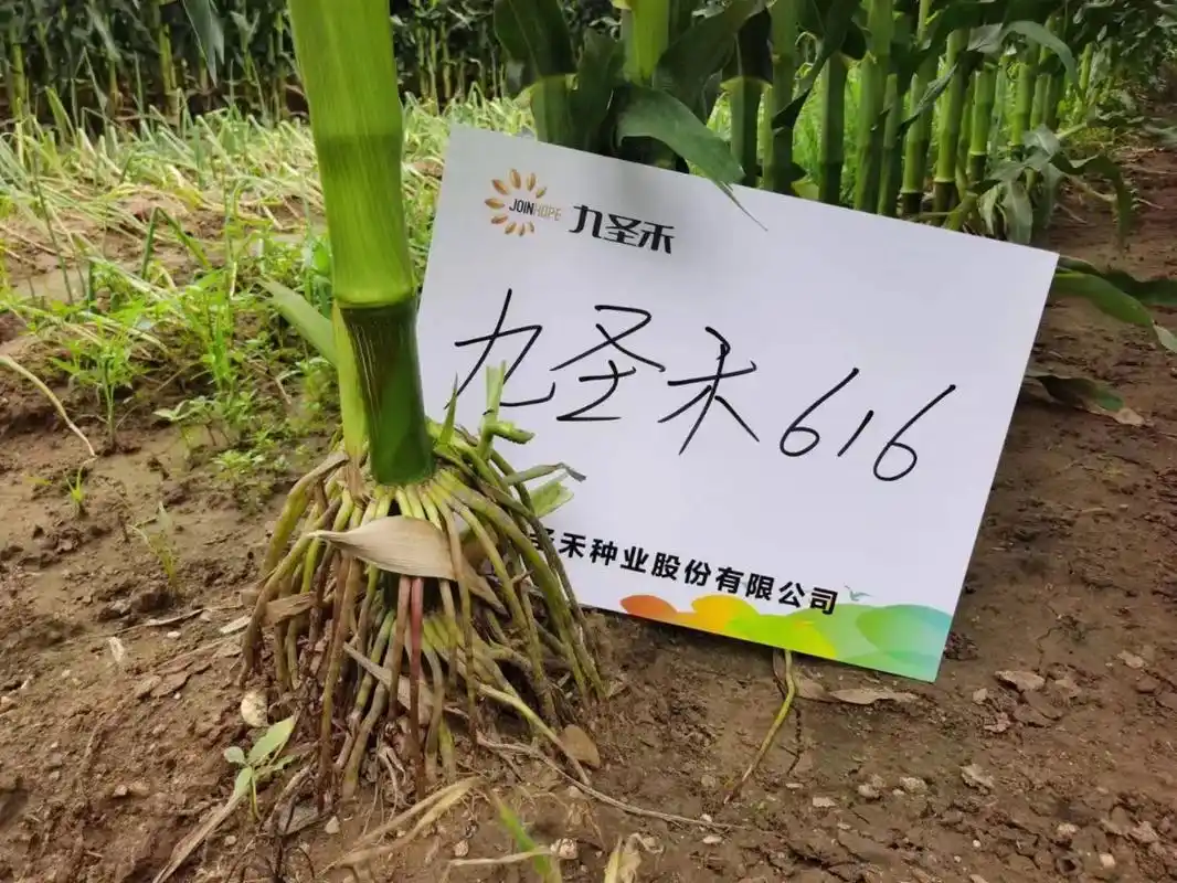 九圣禾616国审高产玉米新品种,矮杆,穗位低,密植棒子匀,早 - 抖音