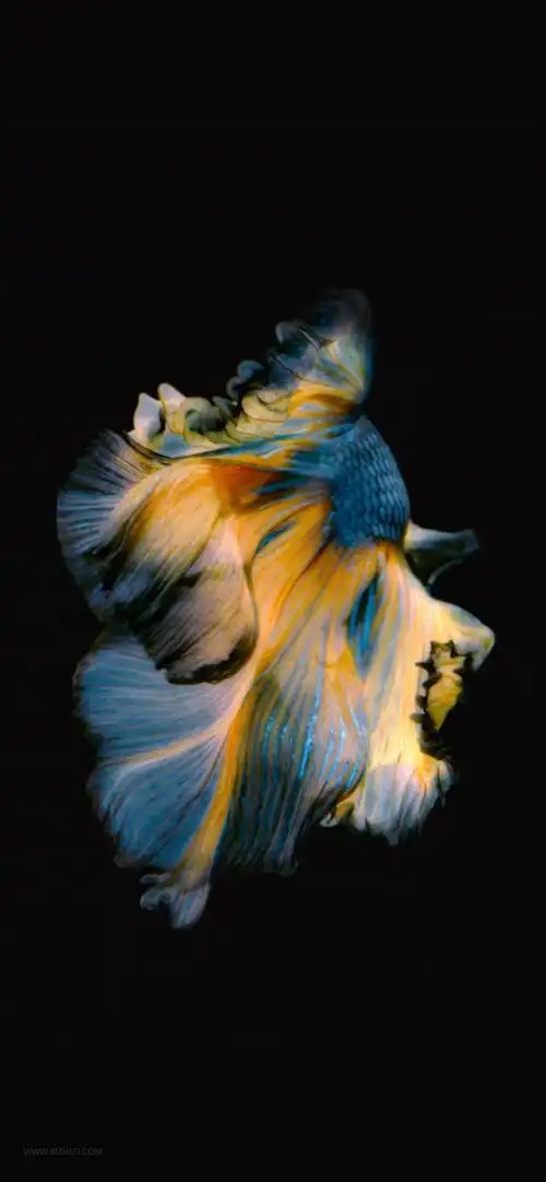 iphone 6s plus 内置壁纸全面屏